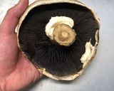 巨大マッシュルームの丸ごと肉詰め作り方1写真