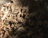 即席牛肉しぐれ煮 塩麹入り!作り方4写真