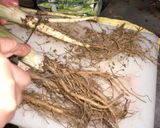 今しか食べれない！！若ごぼうの炒め煮作り方1写真