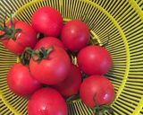 トマトのオリーブオイル焼作り方1写真