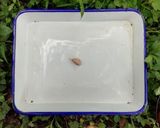 今日のキャンプカレー作り方3写真