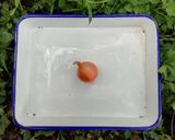 今日のキャンプカレー作り方5写真