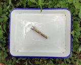 今日のキャンプカレー作り方7写真