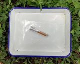 今日のキャンプカレー作り方10写真