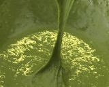 ＊簡単ふわふわ抹茶マーブルシフォン＊作り方7写真