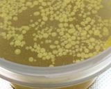 鶏ガラスープを採ってみた作り方4写真