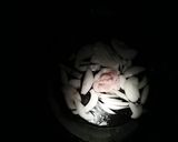 キャンプ親子丼作り方6写真