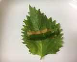 辛っ！旨〜♡青唐辛子の大葉味噌焼き作り方3写真