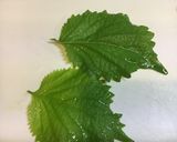 厚揚げのピリ辛煮作り方6写真