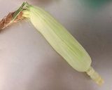 【離乳食初期】とうもろこしペースト作り方1写真