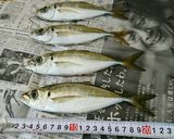 アジ鯵骨せんべい作り方1写真