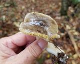 シモフリシメジ、粒ナメコ、ワカメの味噌汁作り方1写真