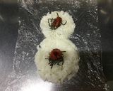 だるまさんおにぎり作り方1写真