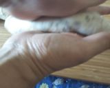 簡単！黒ゴマベーグル作り方10写真