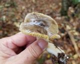 シモフリシメジ、ワカメの温蕎麦（＾＾）作り方1写真
