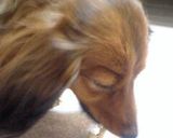 愛犬に☆手作りビスケット♪U^ｪ^U作り方4写真