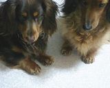 愛犬に☆手作りビスケット♪U^ｪ^U作り方5写真