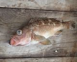 ガヤ(エゾメバル)の刺身作り方1写真