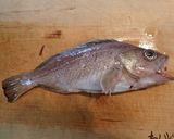 ガヤ(エゾメバル)の刺身作り方2写真