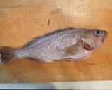 ガヤ(エゾメバル)の刺身作り方3写真