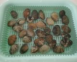 ウスメバルのアクアパッツァ作り方4写真