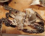 ワタリガニの白ワイン蒸し作り方4写真