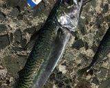 簡単シメサバ作り方1写真
