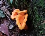 アンズタケ、ヤマドリタケモドキ等の油炒め作り方1写真