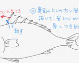 フライパン&魚焼グリルで☆祝鯛作り方7写真