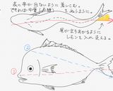 フライパン&魚焼グリルで☆祝鯛作り方8写真