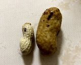 茹で落花生作り方3写真