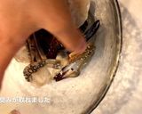 簡単ワタリガニのトマトクリームパスタ作り方2写真