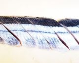 秋刀魚のガーリッククリームパスタ♪作り方2写真