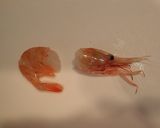 ボタンエビの刺身作り方3写真