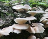 ウスヒラタケ、クリタケの湯豆腐作り方1写真