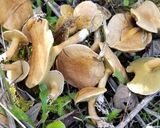 アミタケと水菜の味噌汁作り方1写真
