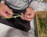 サツマイモの蔓の炒め煮作り方2写真
