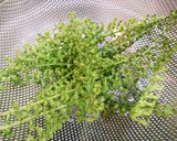 しその実 基本のあく抜き作り方4写真