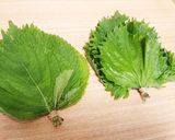 大葉とエゴマの葉のピリ辛韓国風漬物☆作り方1写真