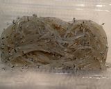 白魚のアヒージョ作り方1写真