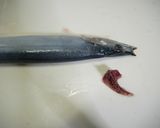 自家製さんま干物の作り方【捌き方有】作り方2写真