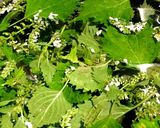 シソの花の梅酢漬け作り方1写真