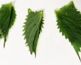 辛子明太子秋刀魚ロール作り方3写真