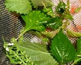 シソの花の梅酢漬け作り方2写真