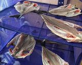 イサキの干物作り方5写真