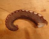 マダコの炙り刺し作り方1写真