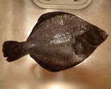 龍飛のマツカワの刺身作り方2写真
