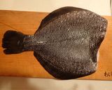 龍飛のマツカワの刺身作り方3写真