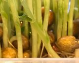 お得な豆苗の正しい育て方作り方1写真