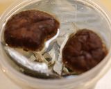 浸すだけ♪イリコと昆布のだし汁（メモ）作り方5写真
